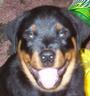 Vom Heldenhaft Rottweilers profile picture