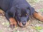 Vom Heldenhaft Rottweilers profile picture