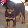 Vom Heldenhaft Rottweilers profile picture