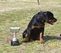 Vom Heldenhaft Rottweilers profile picture