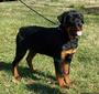 Vom Heldenhaft Rottweilers profile picture