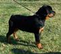 Vom Heldenhaft Rottweilers profile picture