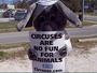 Animal Activists profile picture