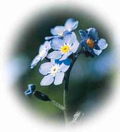 Forget-Me-Not profile picture