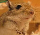 GERBIL profile picture