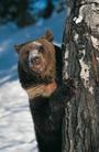 Baylor Bear profile picture