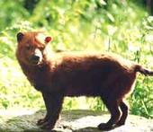 Bush Dogs profile picture