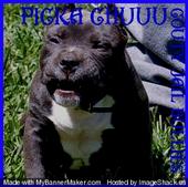 COUNTY JAIL BULLIES TANK profile picture