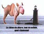 le_phare