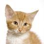 PetCareChoice profile picture