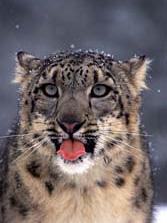 The Snow Leopard Lounge profile picture