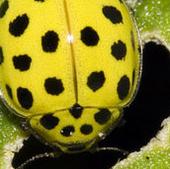 ladybird profile picture