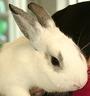 Barbi Twins - Bunnies Rescuing Bunnies profile picture