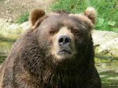 Face Of Bear profile picture