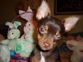 It's Chihuahua Time profile picture