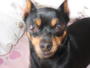 R.I.P. SONIA 12/1/01- 4/10/07 profile picture