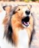 Reveille profile picture