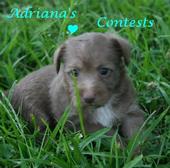 adrianas_contests