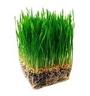 Wheatgrass profile picture