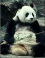 Locc Ass Panda profile picture