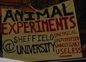 sheffieldanimalrights