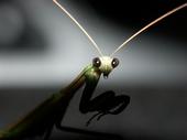 The Mantis profile picture