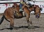 Rodeo~A legalized abuse of animals for cowards!! profile picture