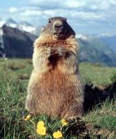 DJ Marmot profile picture