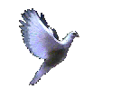 Newport Coast White Dove Release profile picture