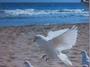 Newport Coast White Dove Release profile picture