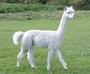 NEW ALPACA RADIO MIXTAPE!!! profile picture