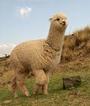 NEW ALPACA RADIO MIXTAPE!!! profile picture