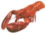 Lobster profile picture