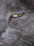 Evil Cat profile picture