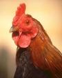 Avian Flu profile picture