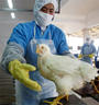 Avian Flu profile picture