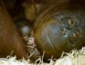 Orangutan Outreach profile picture