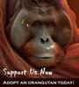 Orangutan Outreach profile picture