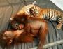 Orangutan Outreach profile picture