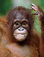 Orangutan Outreach profile picture