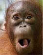 Orangutan Outreach profile picture