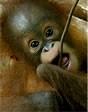 Orangutan Outreach profile picture