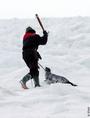 STOP SEAL HUNT profile picture