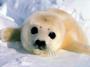 STOP SEAL HUNT profile picture