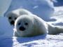 STOP SEAL HUNT profile picture