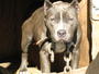 Blue Island Kennel profile picture