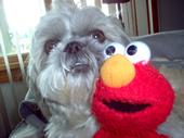 Elmo profile picture