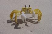 crab profile picture