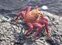 crab profile picture