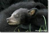 Save Virginia Bears profile picture